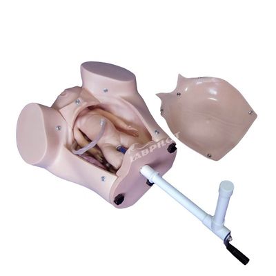 Leopold Maneuvers Midwifery Obstetrical Birthing Manikin Human Life Size