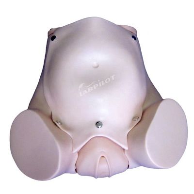 Leopold Maneuvers Midwifery Obstetrical Birthing Manikin Human Life Size