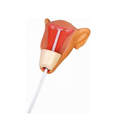 Contraception Simulator Family Planning and IUD Training Model for Uterus Insertion