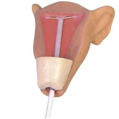 Contraception Simulator Family Planning and IUD Training Model for Uterus Insertion