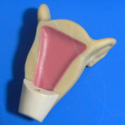 Contraception Simulator Family Planning and IUD Training Model for Uterus Insertion