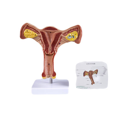 Female Internal and External Genital Organs Model Medical Science for Human Life Size
