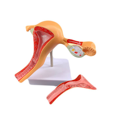 Female Internal and External Genital Organs Model Medical Science for Human Life Size