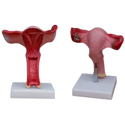 Female Internal and External Genital Organs Model Medical Science for Human Life Size