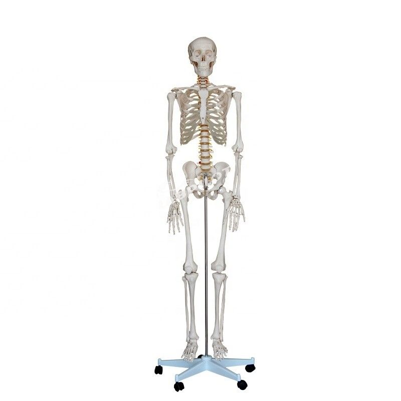180cm Tall Life-Size Human Anatomical Model Ideal for Medical Teaching and Education