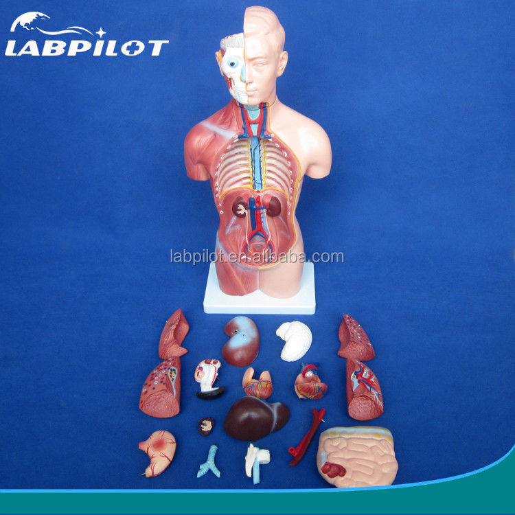 42CM Sexless Torso Model with Internal Organs 18 Parts and Detailed Torso Anatomy Model