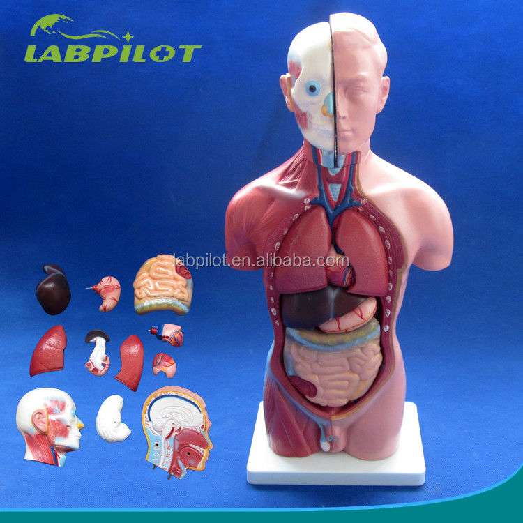 Anatomical Demonstration 42CM Male Torso with Internal Organs 13 Parts Anatomical Model