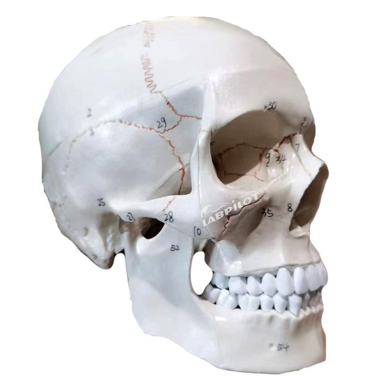 Educational Models Human Life-Size Skull Anatomical Model for Medical Science Teaching