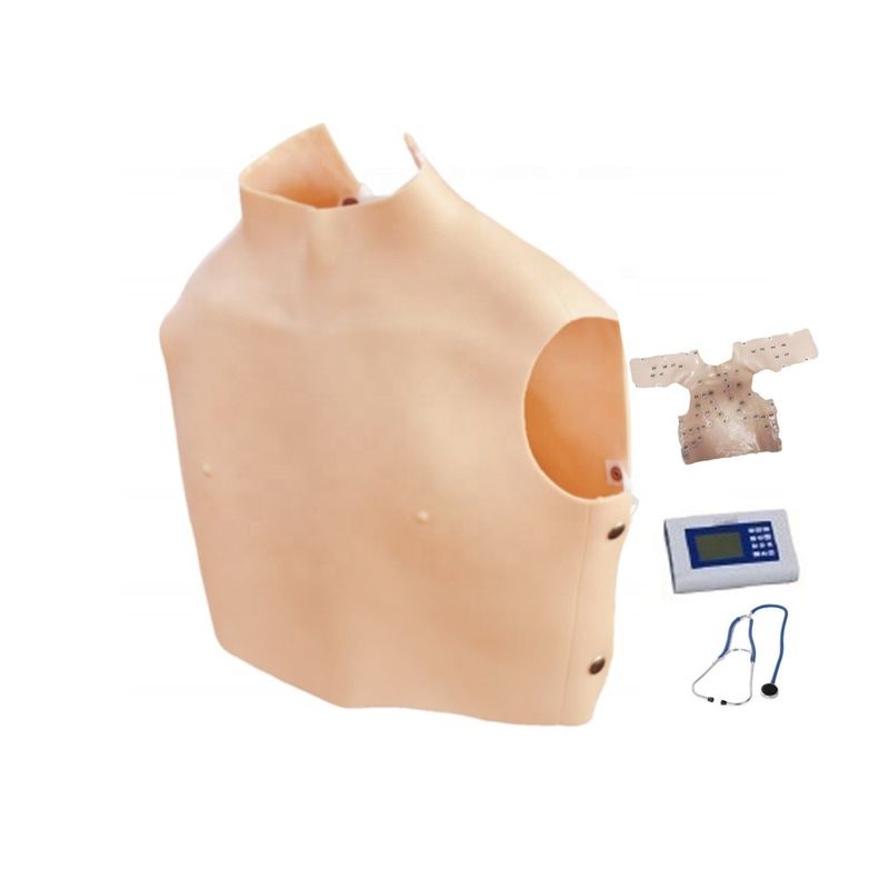 Human Life Size Medical Science Tool Cardiopulmonary Auscultation Model for Teaching