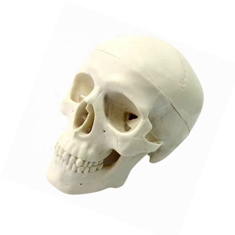 Deluxe Natural Size Human Anatomy Teaching Tool Vivid Skeleton Model for Anatomy Study