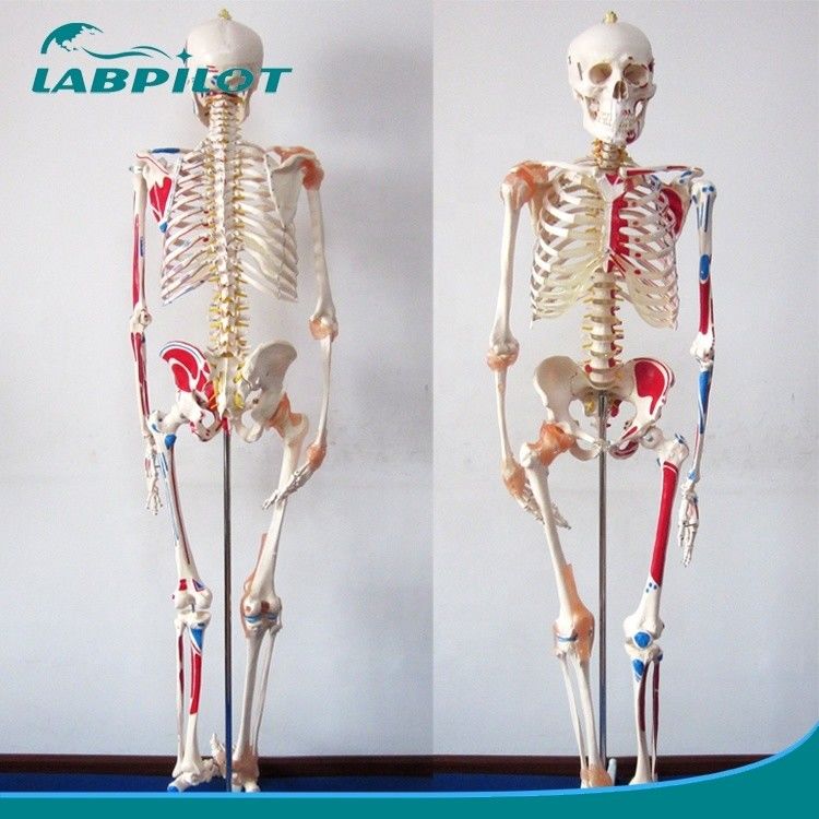 Medical Science Educational Model 180cm Tall Colored Skeleton with Muscles and Ligaments