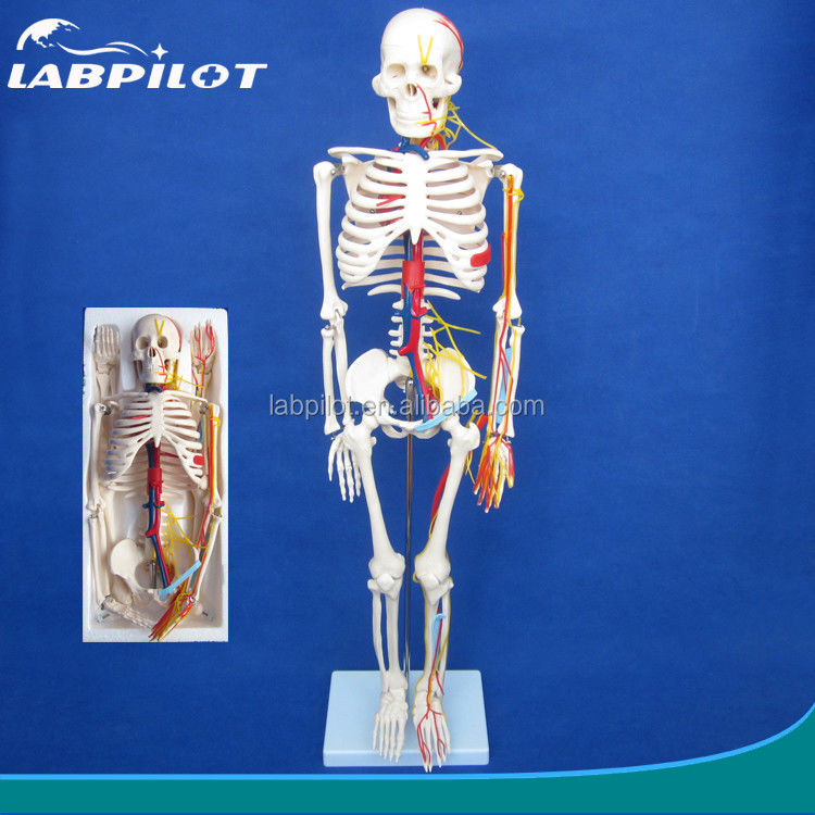 Medical Science Advanced PVC Human Skeleton Model with Nerves and Blood Vessels HOT 85cm