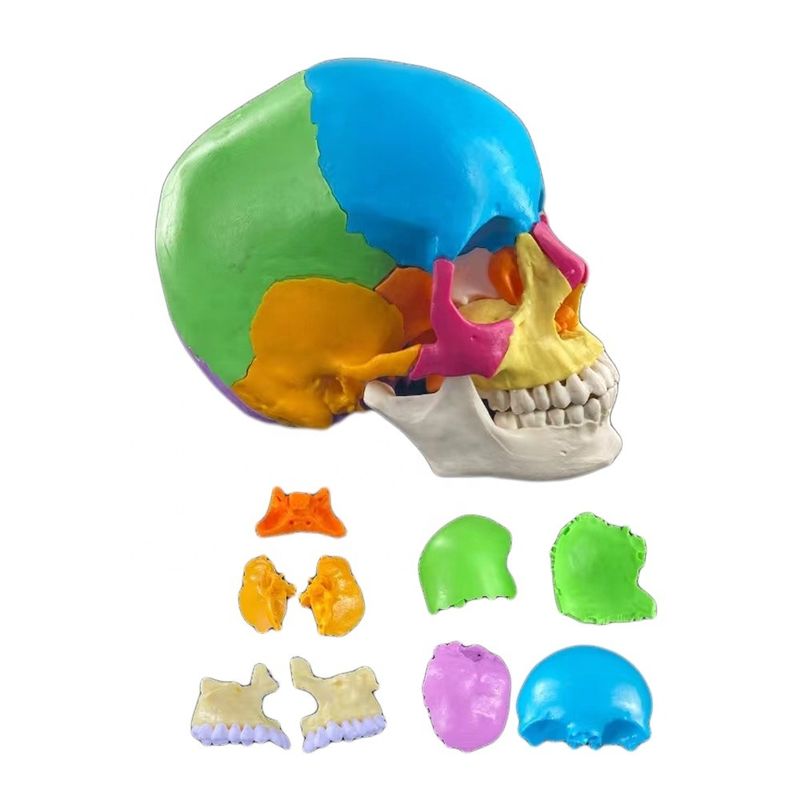 22 Part Skull Model Colored Bones Anatomical Demonstration Teaching Medical Model
