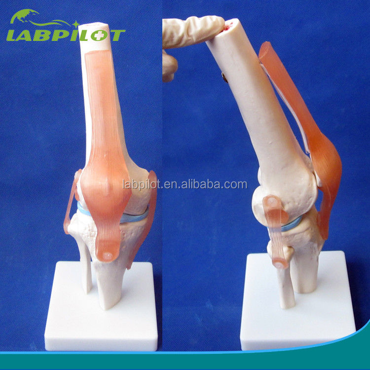 Human Anatomical Knee Joint Model for Medical Education Realistic and Detailed Design