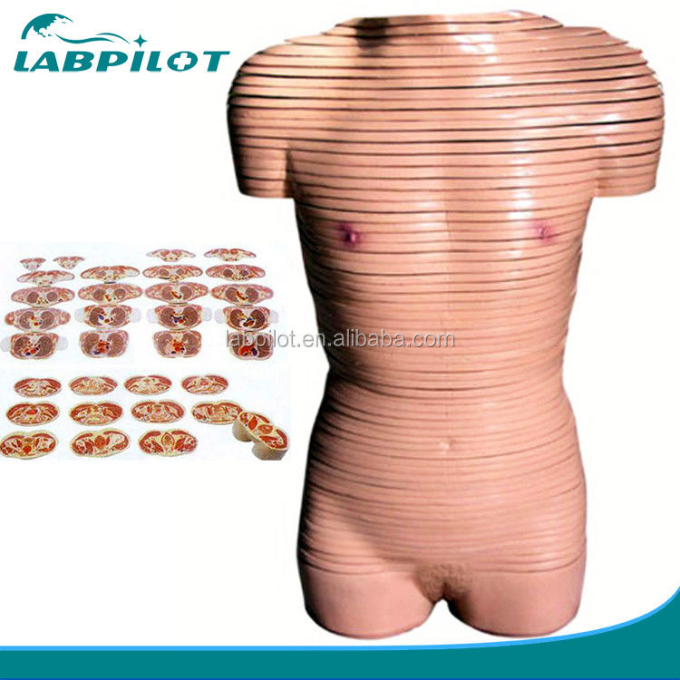 Human Life Size Female Torso Cross Section Anatomy Model Recommended for Schools