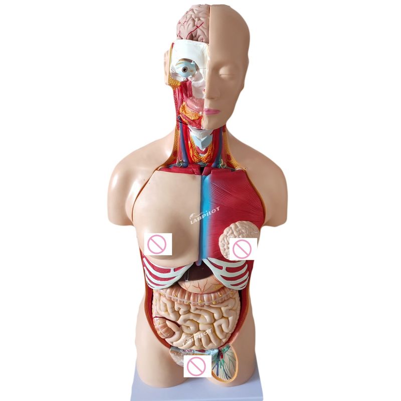 85CM Unisex Torso Mannequin Internal Organs Anatomy Model Human Torso Models Category