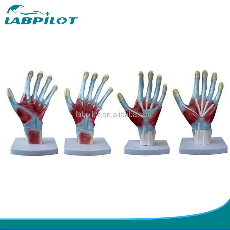 Item Palm Anatomy Models Human Life Size Hand Model for Medical Training Instruments