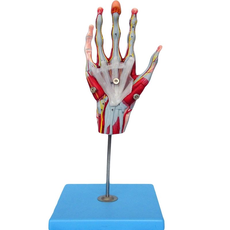 Muscles of Hand Vessels and Nerves Anatomical Hand Model for Displaying Hand Anatomy