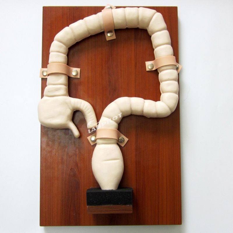 Human Sigmoidoscope Training with Vivid Large Intestine Model and Life Size Simulator