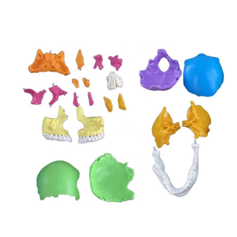 22 Parts Plastic Skull Model Ideal for Teaching Human Bone in Medical Science Subject