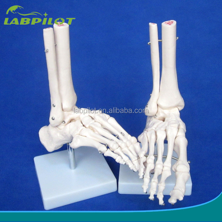Human Anatomical Models Life-Size Foot Joint Model with Ligament and Bones of Skeleton