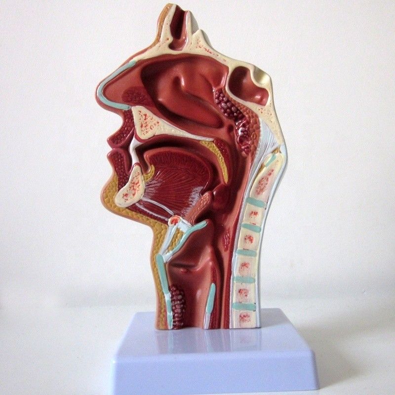 Highly Respiratory System Model Nasal Cavity Oral Cavity Throat and Pharyngeal Pathology
