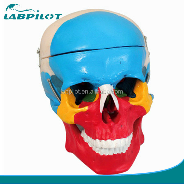 Human Life Size Skeleton Model Bones Model of Cerebral Cranium for Medical Study Aid