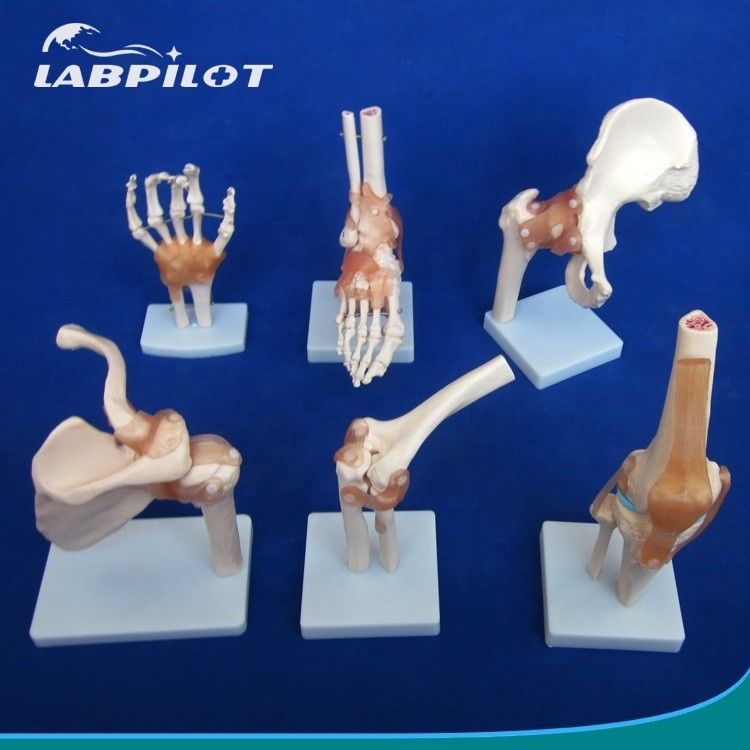 Detailed Human Joint Bone Models for Educational Shoulder Elbow Hip Knee Hand and Foo