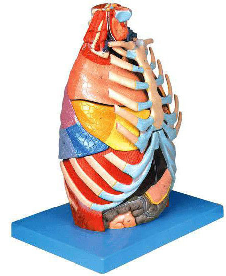 Medical Science Anatomical Demonstration Model of Human Thoracic Cavity and Chest Organs