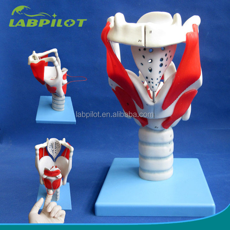 Human Life Size Advanced Larynx Structure and Function Model for Medical Demonstration