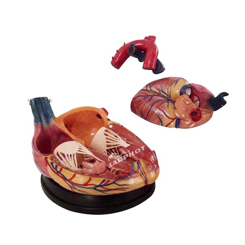 Human Life Size Anatomical Heart Model Ideal for Teaching and Demonstration Purposes