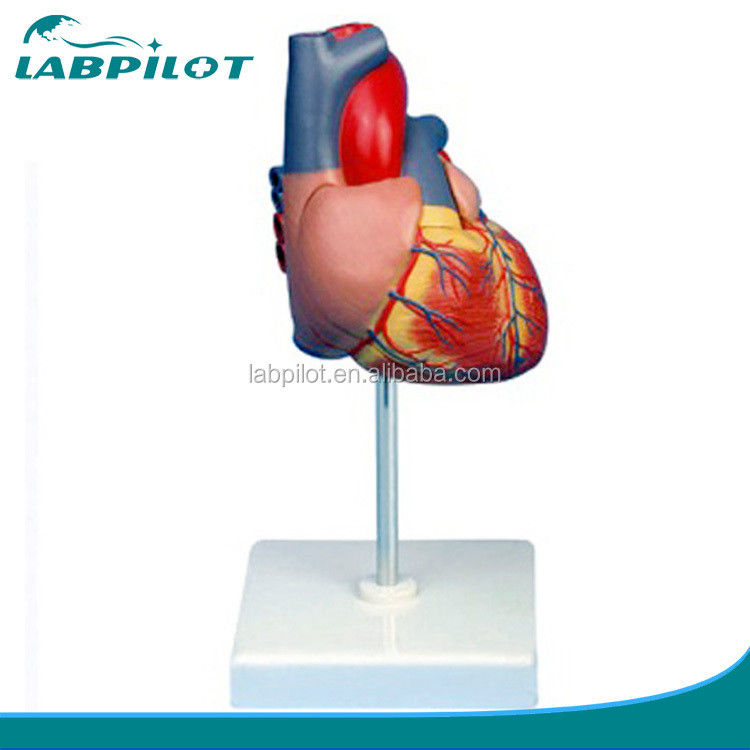 Human Life Size Enlarged Adult Heart 3D Model for Anatomy and Physiology Education