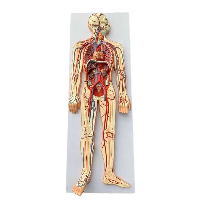 Life Size Medical Circulation Demonstration Model of Human Blood Circulatory System