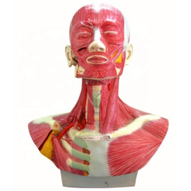 Human Life Size Head Face Neck Anatomy and External Carotid Artery Distribution Model