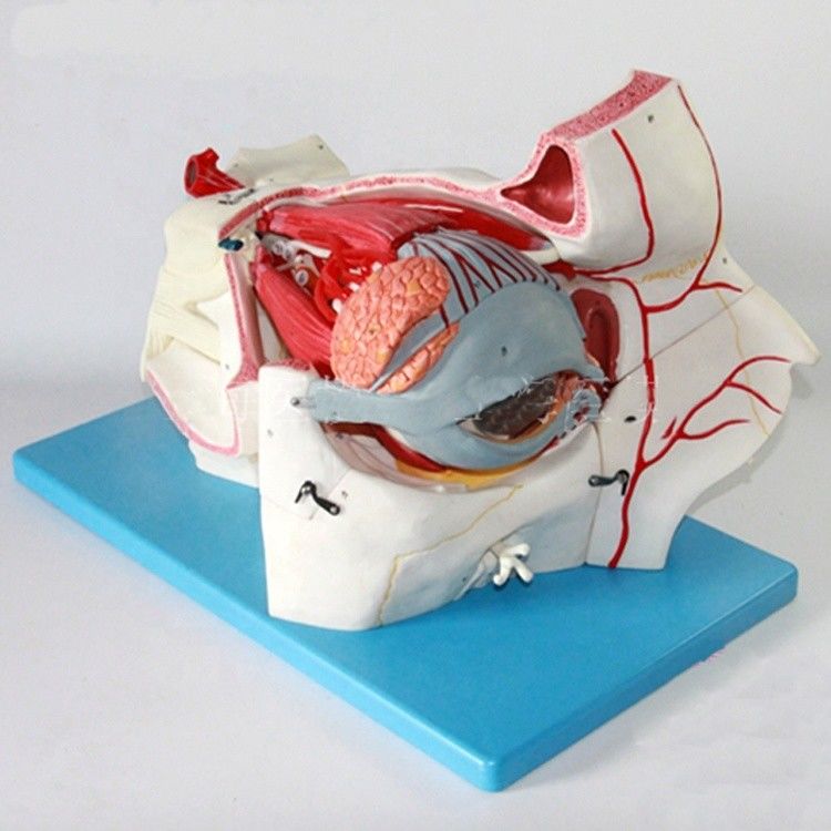 Ophthalmological Anatomical Models Eyeball Model and Orbit with Deluxe 9-part Eye Model