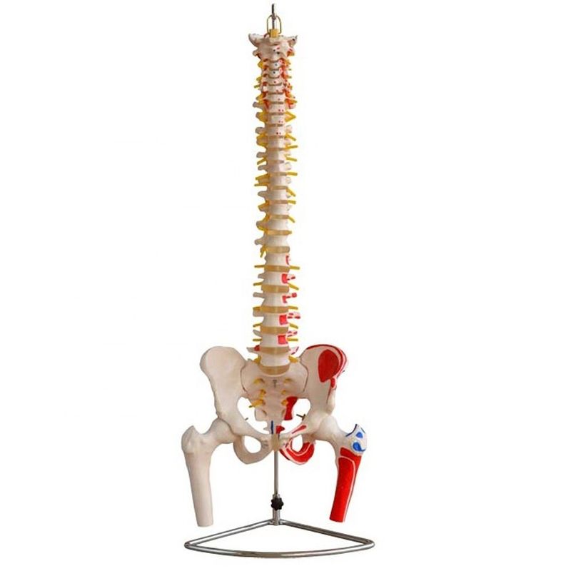 Human Life Size Spine Model with Pelvis and Muscles Advanced PVC Musculoskeletal Model