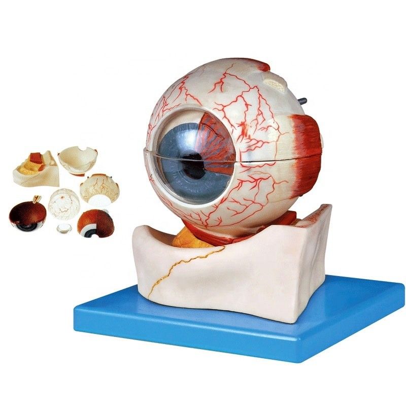 Human Life Size Deluxe 7-part Anatomical Eyeball Model for Ophthalmological Categories