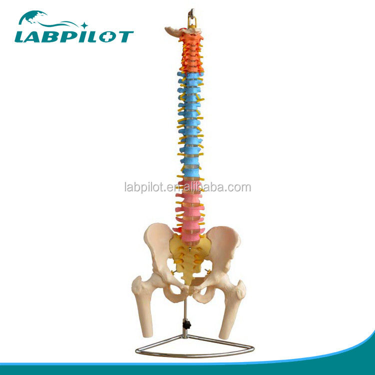 Colored Spine Model with Pelvic Cervical Lumbar and Thoracic Vertebrae Hospitals' Must-Have