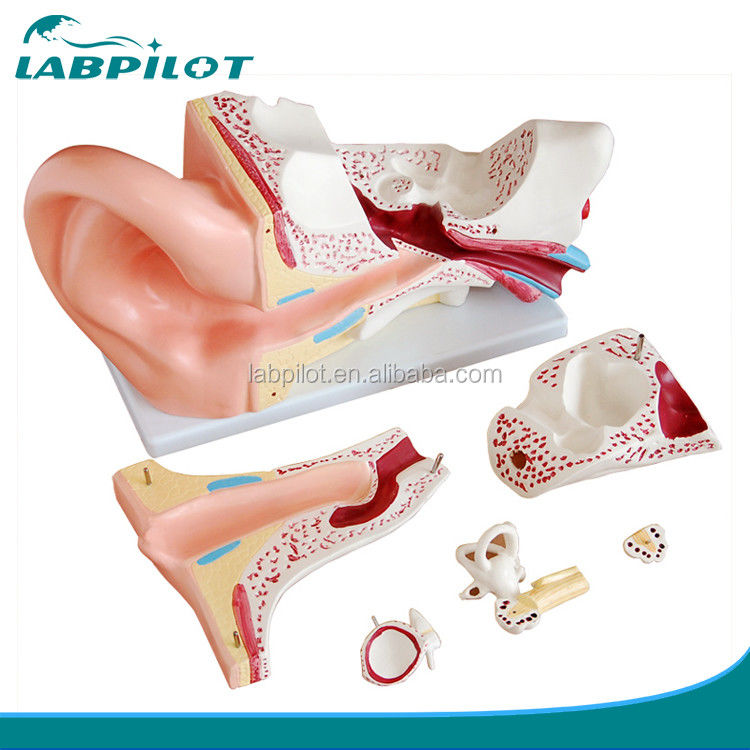 Human Life Size Ear Model Anatomical Demonstration of Ear Structure for Exhibitions
