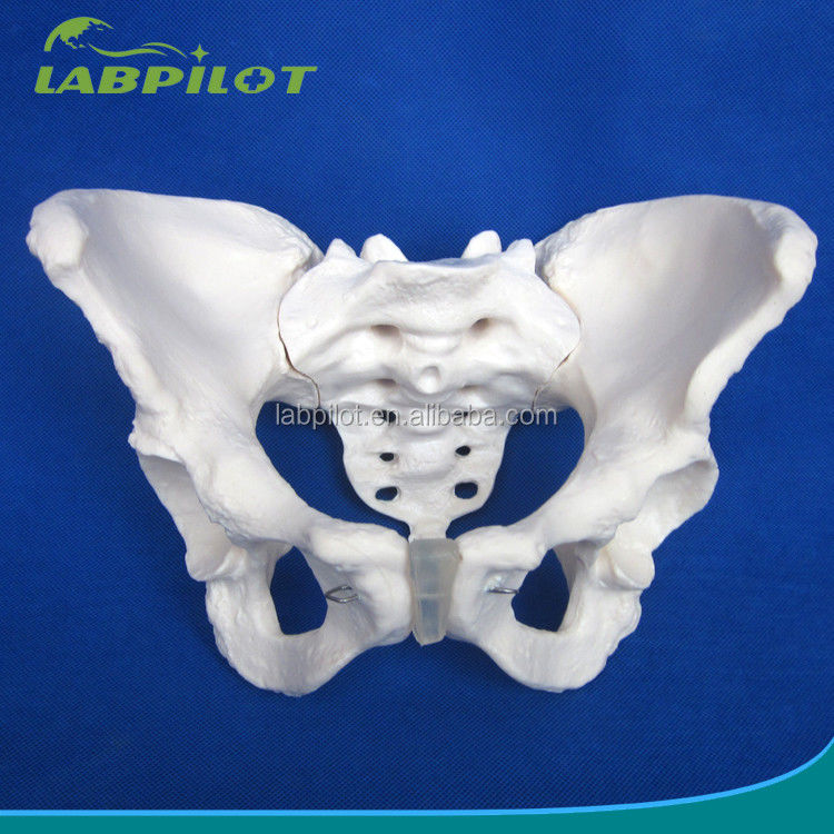 Advanced PVC Vivid Hip Bone Model for Teaching Female Pelvis Model within Clinics