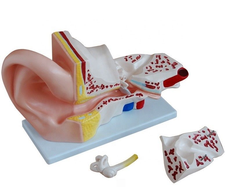 Medical Science 4 Parts Giant Anatomical Ear Model for Teaching Internal Ear Anatomy