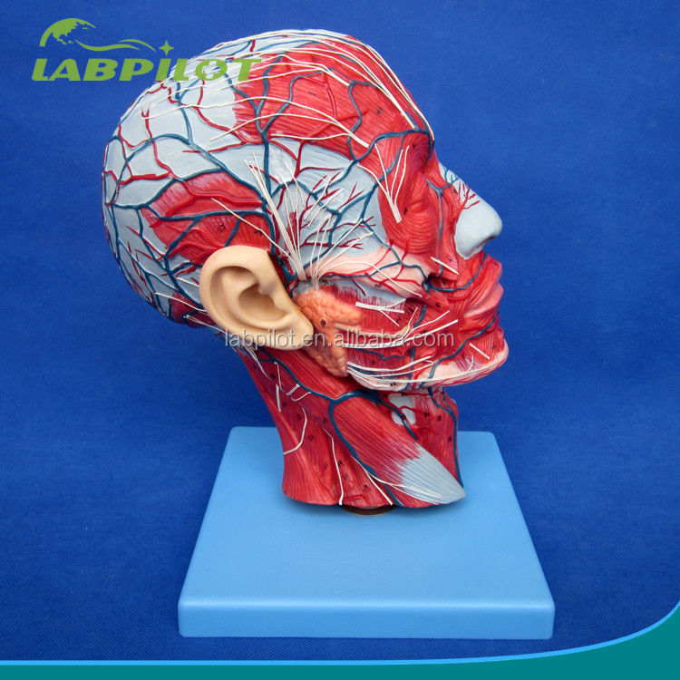 Detailed Anatomy Structures in Half Head Model for Human Head and Neck Anatomical Model