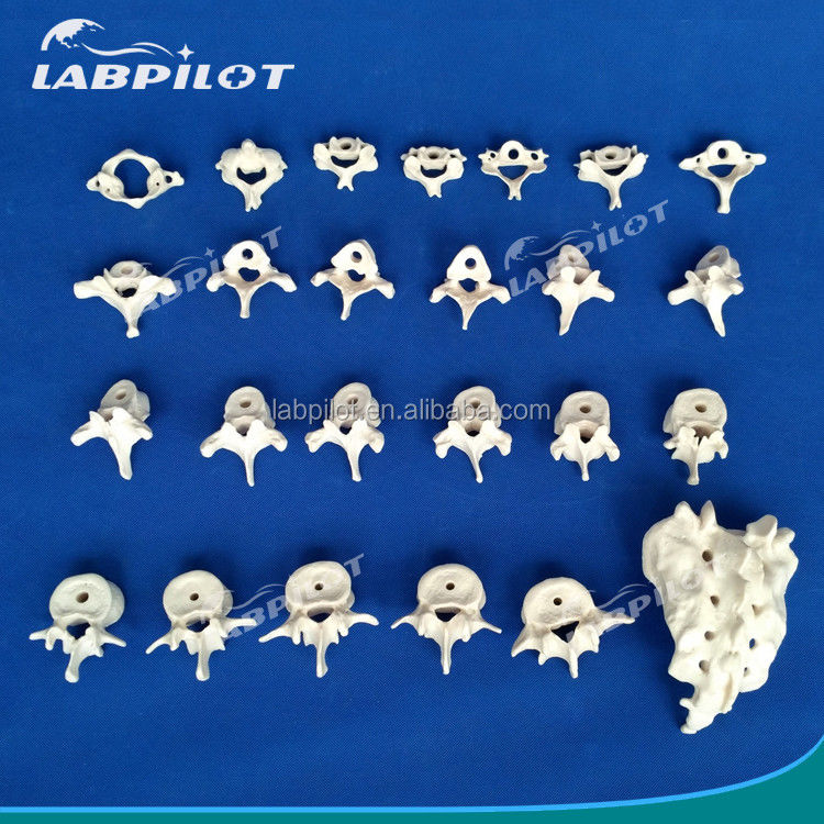 Vivid Vertebra Models for Medical Science Cervical Thoracic Lumbar Sacrum and Coccyx