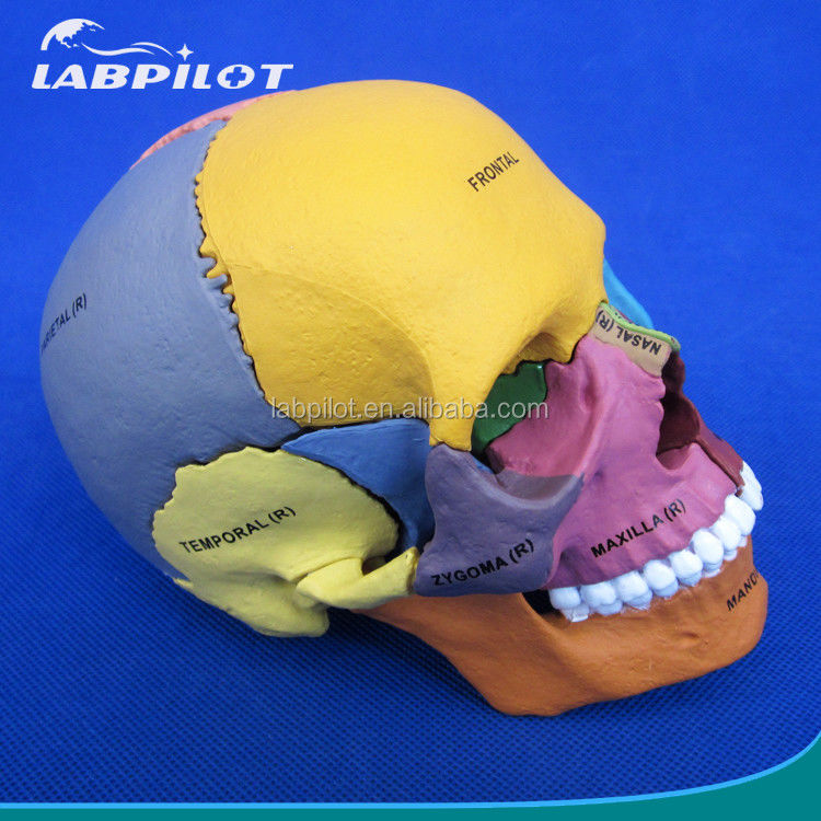 Advanced PVC Colored Skull Model Assembly for Anatomical Demonstration Demonstration