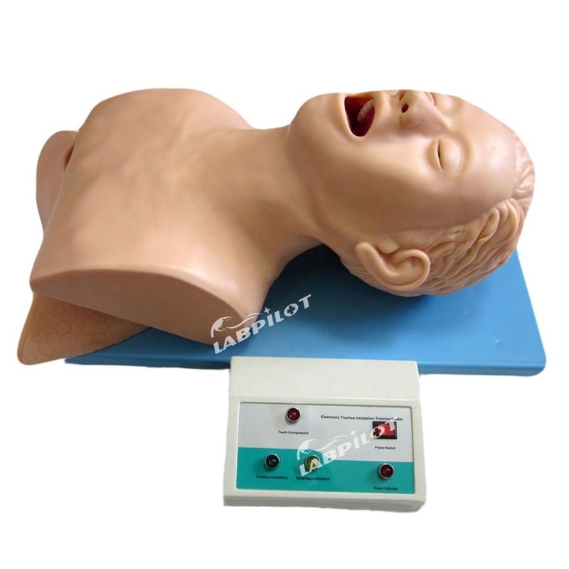 Endotracheal Intubation Training Manikin Human Life Size Model for Resuscitation Airbag
