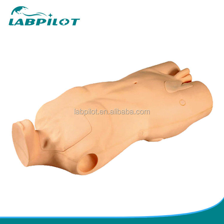 Advanced PVC Torso Model for Central Venous Injection and Puncture Skill Development