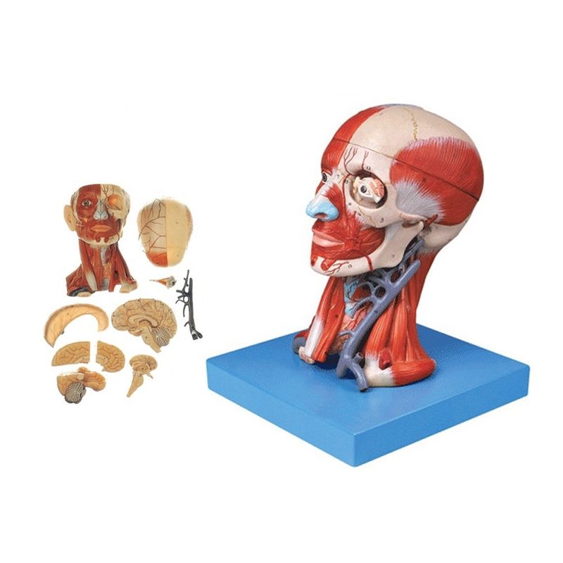 Educational Anatomy Demonstration Human Head Model with Muscles Nerves Brain Life Size