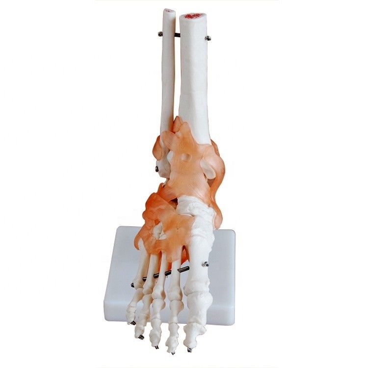 Life-Size Anatomical Structure of Foot Human Medical Foot Joint Bone Model for Demonstration