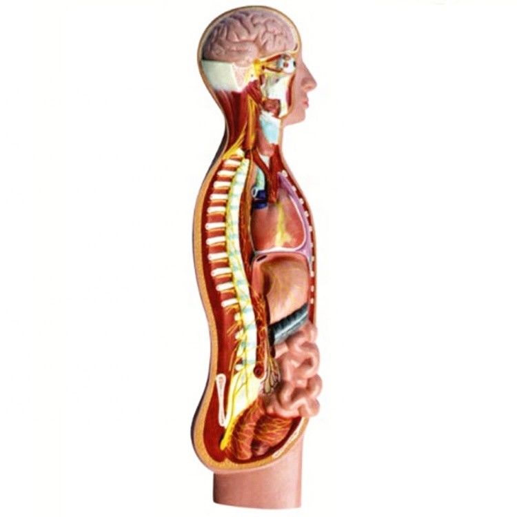 Human Autonomic Parasympathetic Nerve Spinal Cord Anatomy Model Advanced PVC Teaching Aids
