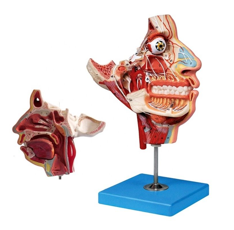 Human Life Size Head and Face Anatomy Model for Patients Care Demonstration
